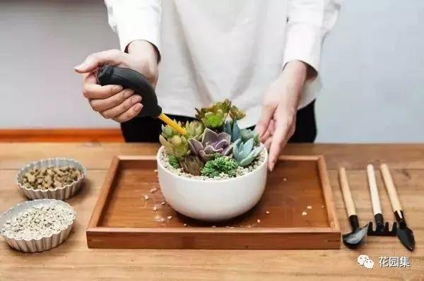 多肉地栽有什么要求_地栽多肉花園圖片欣賞_地栽多肉花園