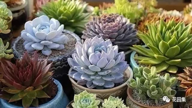 地栽多肉花園_地栽多肉花園圖片欣賞_多肉地栽有什么要求