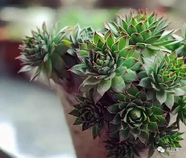 地栽多肉花園_地栽多肉花園圖片欣賞_多肉地栽有什么要求
