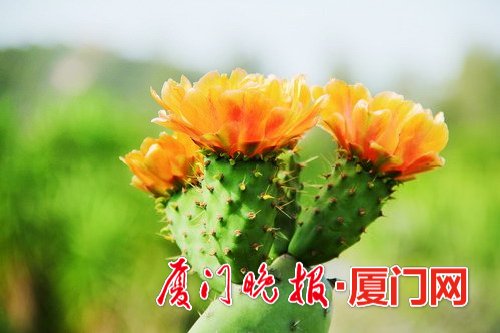 植物多肉有什么作用和功效_植物多肉有哪些品種_多肉植物哪里有