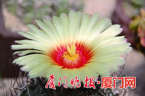 植物多肉有什么作用和功效_植物多肉有哪些品種_多肉植物哪里有