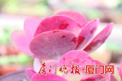 植物多肉有什么作用和功效_植物多肉有哪些品種_多肉植物哪里有