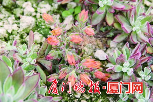 多肉植物哪里有_植物多肉有什么作用和功效_植物多肉有哪些品種