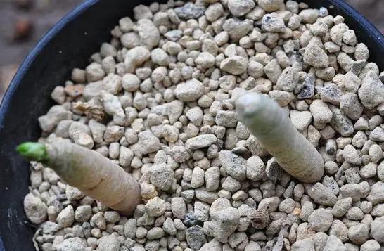 多肉側芽分株法_多肉法分株側芽怎么養_多肉側芽分株視頻