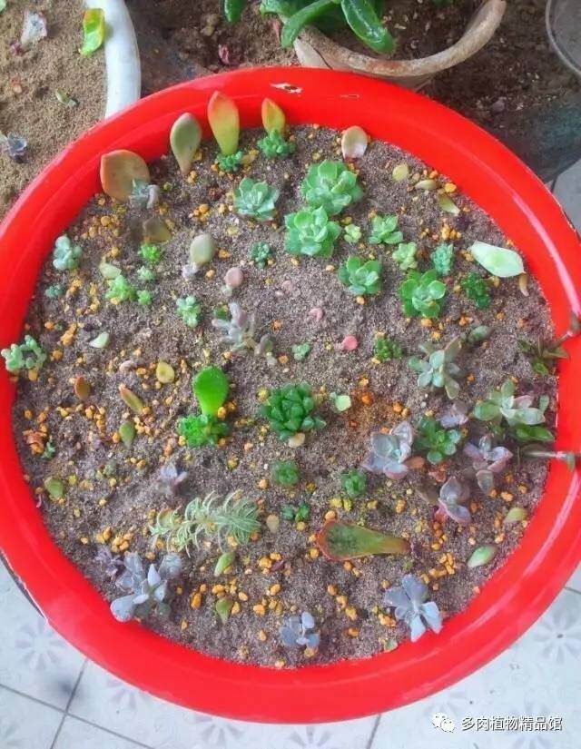 風(fēng)化石養(yǎng)多肉_風(fēng)化石可以種多肉嗎_風(fēng)化的石頭可以養(yǎng)多肉嗎