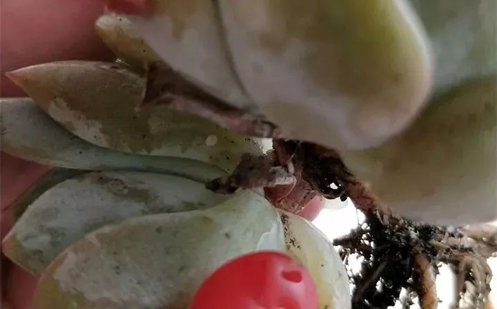 純土養(yǎng)多肉_多肉什么土比較好養(yǎng)活_養(yǎng)多肉用的土